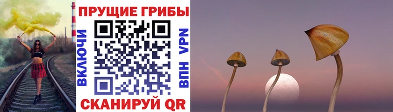 Галлюциногенные грибы Cubensis  Приволжск 